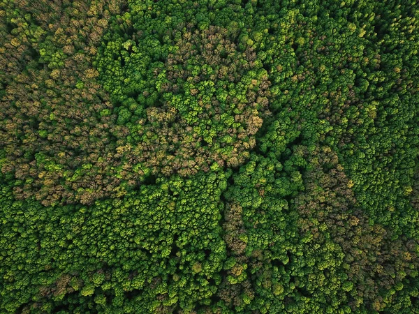 Letecký Pohled Zelené Smíšený Opadavý Jehličnatý Les Letní Zelené Pozadí — Stock fotografie