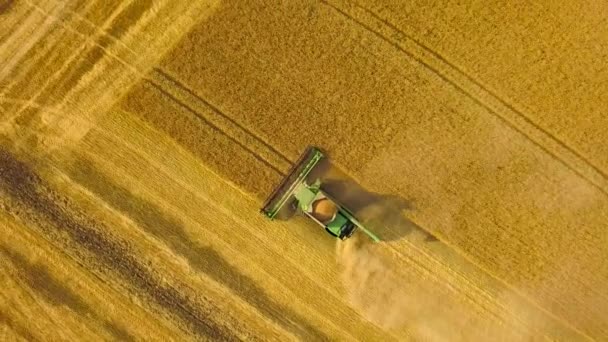 Top vista combinar colheitadeira reúne o trigo ao pôr do sol. Campo de colheita de grãos, época de colheita — Vídeo de Stock