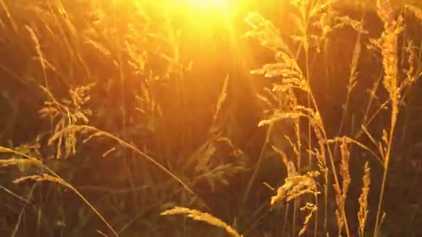 Gräs som vajade i vinden i den nedgående solen strålar — Stockvideo