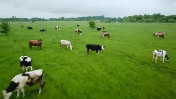Πετώντας πάνω από το πράσινο πεδίο με βόσκουν αγελάδες. Εναέρια υπόβαθρο της χώρας τοπίο — Αρχείο Βίντεο