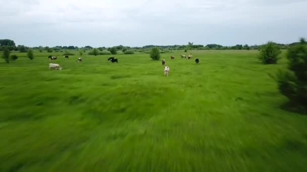 Flying over green field with grazing cows. Aerial background of country landscape — Stock Video