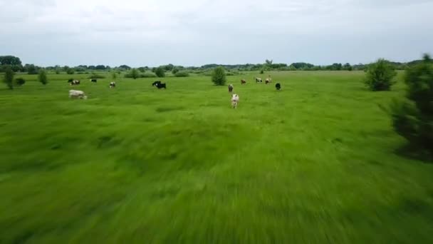 Voando sobre o campo verde com vacas pastando. Fundo aéreo da paisagem rural — Vídeo de Stock