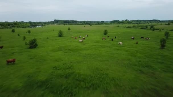 Volando sobre el campo verde con vacas pastando. Antecedentes aéreos del paisaje rural — Vídeos de Stock