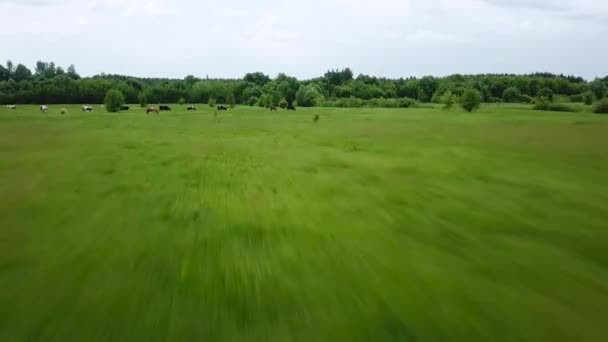 Летает над зеленым полем с коровами. Воздушный фон пейзажа страны — стоковое видео