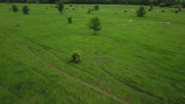 Летает над зеленым полем с коровами. Воздушный фон пейзажа страны — стоковое видео