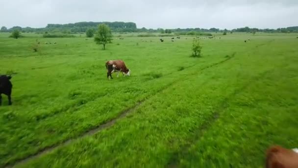 Volando sobre el campo verde con vacas y ovejas pastando. Antecedentes aéreos del paisaje rural — Vídeos de Stock