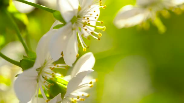Blossoming apple tree close-up in sunlight — Stock Video