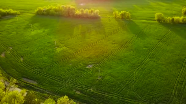 Вид с воздуха на зеленое поле и деревья на закате — стоковое видео