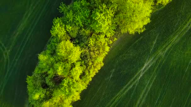 Vue de dessus d'un champ verdoyant et d'arbres au coucher du soleil — Video