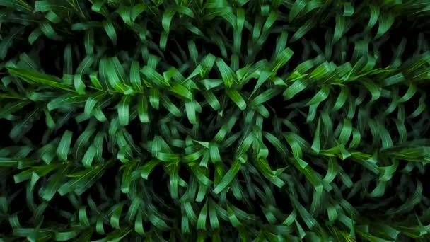 Aerial view of a green corn field — Stock Video