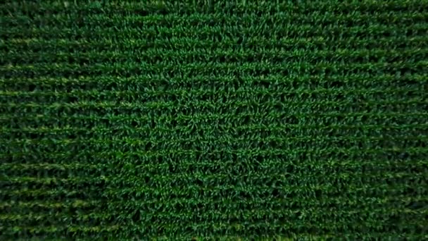 Aerial view of a green corn field — Stock Video