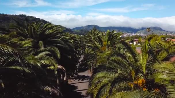 Flucht entlang des Palmenhains. Blick aus der Höhe auf das Stadtbild von San Cristobal de la Laguna, Teneriffa, Kanarische Inseln, Spanien — Stockvideo