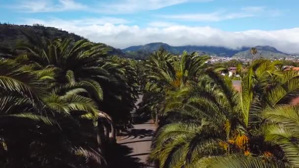 Rejs wzdłuż gaju palmowego. Widok z wysokości na miasta San Cristobal De La Laguna, Tenerife, Wyspy Kanaryjskie, Hiszpania — Wideo stockowe