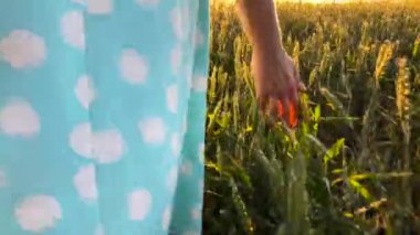 Bir gün batımı ışık alanında altın bir buğday dokunmadan el