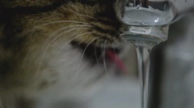 Şirin kedi içme suyu musluktan
