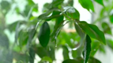 Toz boya su yeşil bir bitki yaprakları üzerinde düşüyor. Yakın çekim