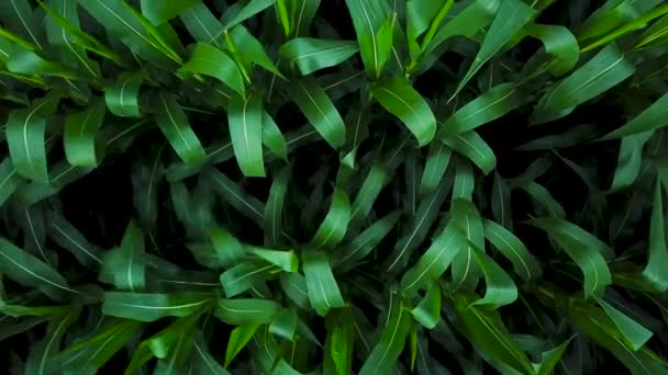 Aerial view of a green corn field — Stock Video