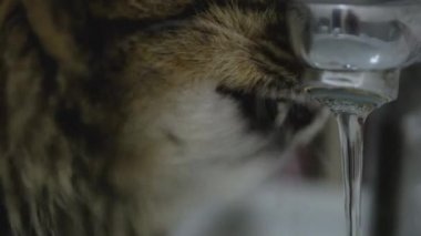 Şirin kedi içme suyu musluktan