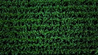 Bir yeşil mısır alanının üstten görünüm. Mısır alan arka plan olarak