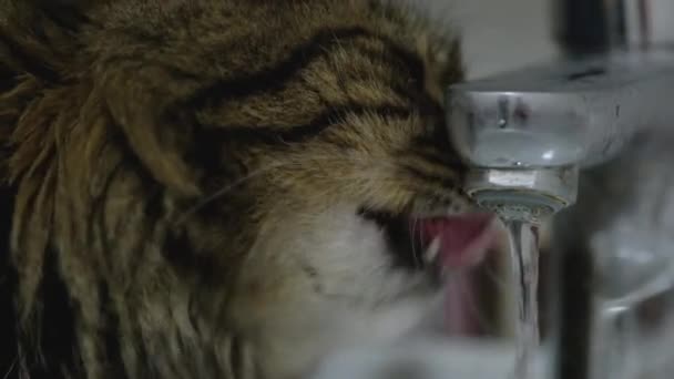 Cute cat drinking water from the tap — Stock Video