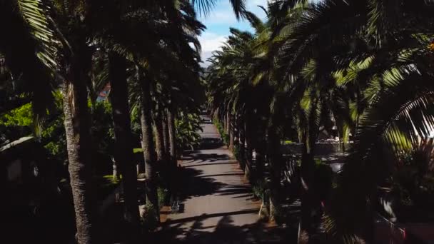 Uçuş boyunca palmiye koru. Townscape San Cristobal De La Laguna, Tenerife, Kanarya Adaları, İspanya üzerinde yükseklikten görüntülemek — Stok video