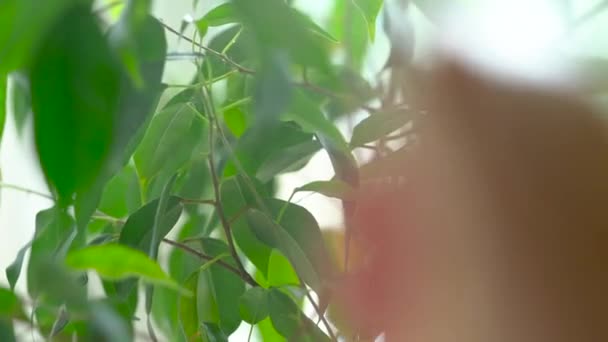 El agua rociada cae sobre las hojas de una planta verde. Movimiento lento — Vídeos de Stock