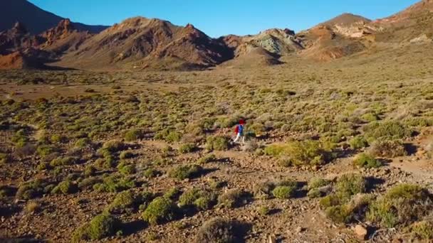 Légifelvételek aktív természetjáró nő túrázás a Teide Nemzeti Park. Kaukázusi, fiatal nő a hátizsák a Tenerife, Kanári-szigetek, Spanyolország — Stock videók