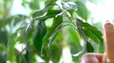 Toz boya su yeşil bir bitki yaprakları üzerinde düşüyor. Yakın çekim