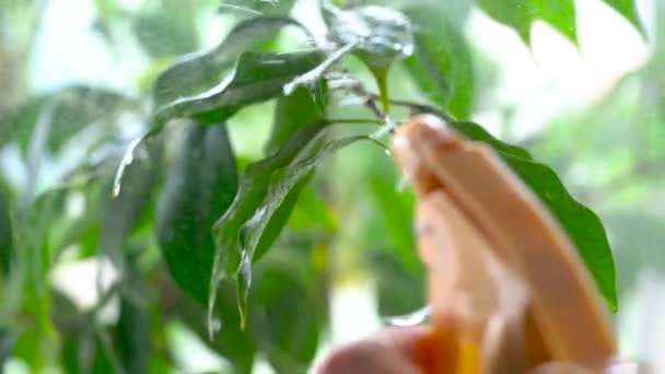 L'eau pulvérisée tombe sur les feuilles d'une plante verte. Mouvement lent — Video