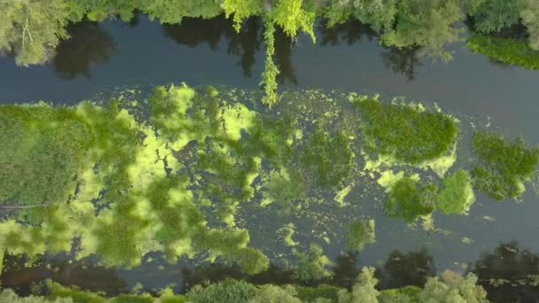Vlucht over de rivier begroeid met gras, Oekraïne omgeven door bomen - luchtfoto video-opnamen — Stockvideo