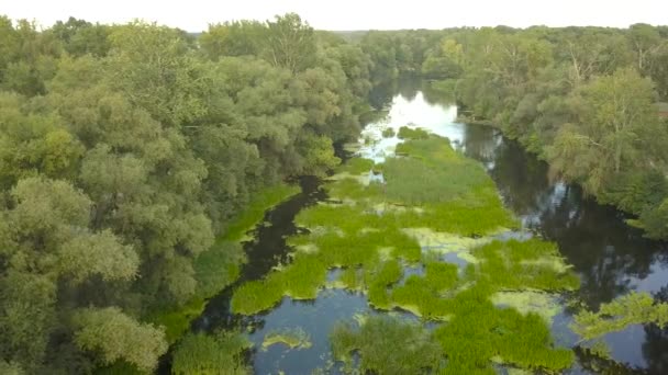 Flyg över floden bevuxen med gräs, Ukraina omgiven av träd - antenn videofilmning — Stockvideo