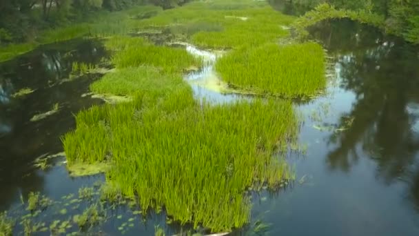 Lot nad rzeką porośnięte trawą, Ukraina, w otoczeniu drzew - antenowe filmowania — Wideo stockowe