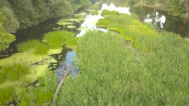 Flyg över floden bevuxen med gräs, Ukraina omgiven av träd - antenn videofilmning — Stockvideo