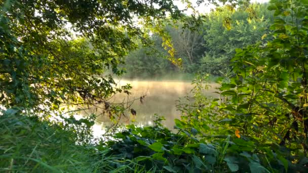 Time lapse view of the river covered with fog at dawn. View through the green of bushes and trees. Ukraine — Stock Video