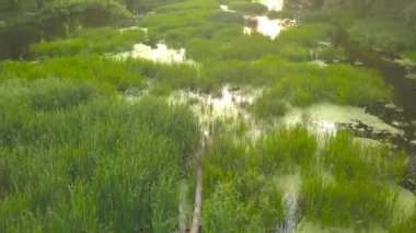 Uçuş Nehri çimen, Ukrayna - ağaçlarıyla çevrili ile büyümüş hava videoya