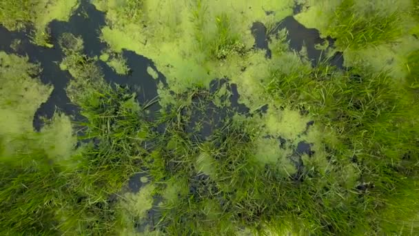 Vuelo sobre el río cubierto de hierba, Ucrania rodeado de árboles - grabación aérea — Vídeo de stock
