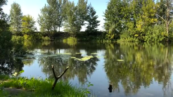 Vista temporal del río en un claro día soleado de verano y reflejo de los árboles en el agua. Ucrania — Vídeos de Stock