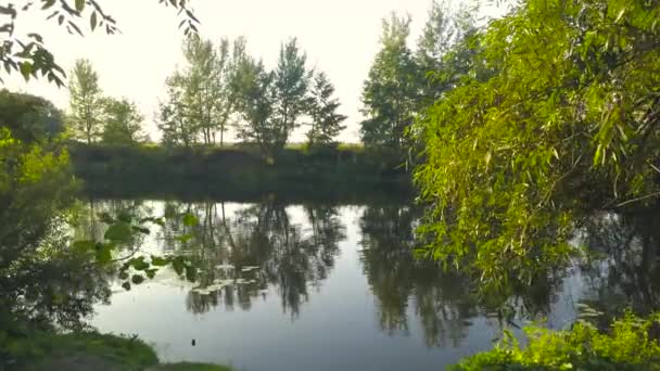 Río en un claro día soleado de verano y reflejo de árboles en el agua. Ucrania — Vídeo de stock