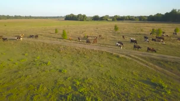 Voando sobre o campo verde com vacas pastando. Contexto aéreo do espaço rural — Vídeo de Stock