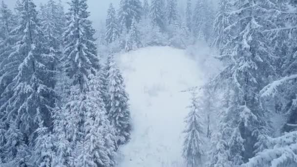 Voo sobre a tempestade de neve em uma floresta de coníferas de montanha nevada, tempo de inverno desconfortável e hostil . — Vídeo de Stock