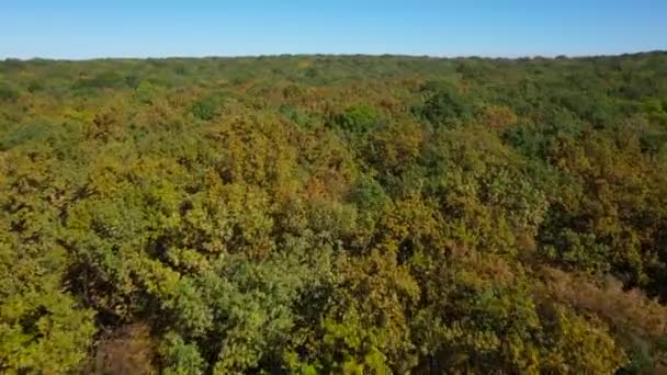 Vuelo rápido sobre el bosque de otoño — Vídeos de Stock