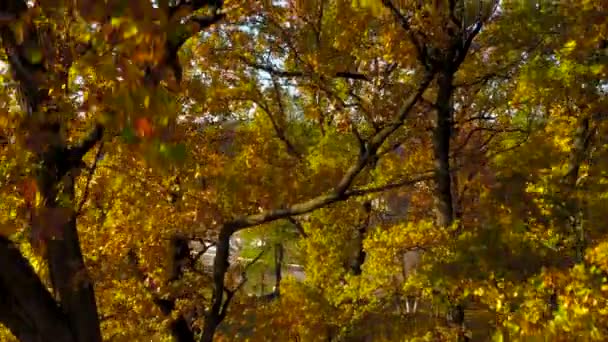 Vista aérea da, solar e floresta de outono brilhante — Vídeo de Stock