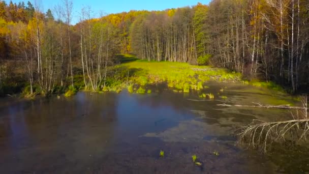 Vue aérienne de l'étang et de la forêt d'automne lumineuse sur son rivage 