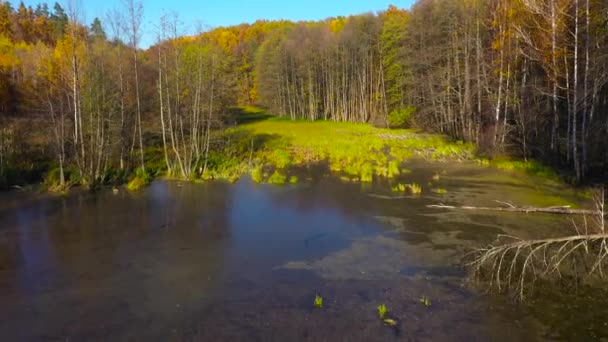 Vista aérea del estanque y el brillante bosque otoñal en su orilla — Vídeo de stock