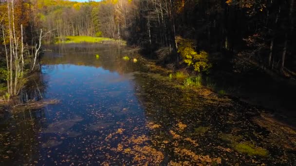 Letecký pohled na rybník a světlé podzimní les na břehu. Les se odráží na hladině rybníka — Stock video