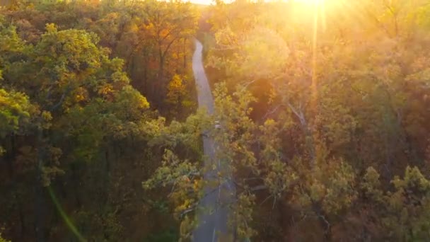 Vue aérienne sur la voiture conduisant à travers la route forestière d'automne. Paysage d'automne pittoresque — Video