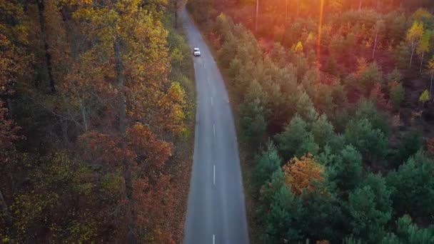 Letecký pohled na řízení motorových vozidel po podzimní lesní cesta. Malebnou podzimní krajinou — Stock video