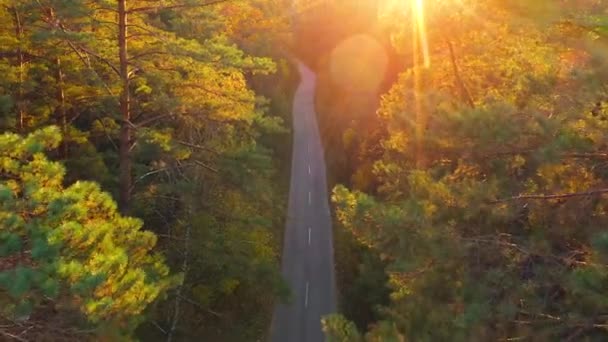 秋の森林道を通って運転の車で空撮。風光明媚な秋の風景 — ストック動画