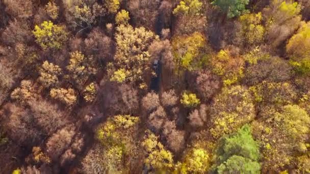 Légifelvételek autó áthajtás őszi erdei út. Festői őszi táj — Stock videók