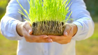 Eller avuç toprak yeşil çim ile dışarı tutun. Büyüme, bakım, sürdürülebilirlik, dünya, ekoloji ve yeşil çevreyi koruma kavramı